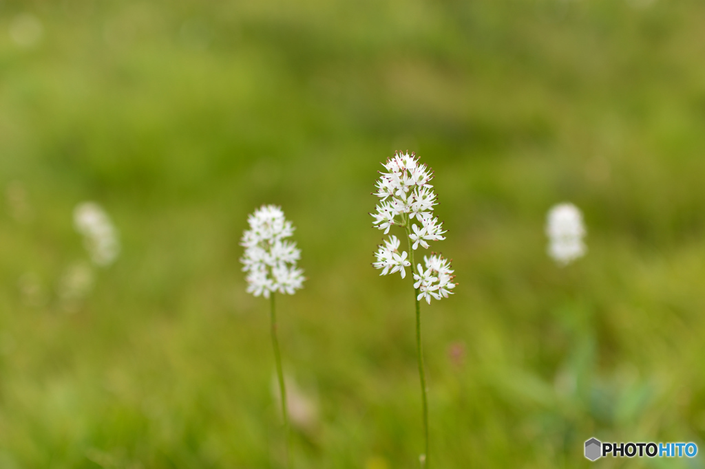 高原の白花