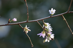 三渓園の冬櫻－小さな花を咲かせて－