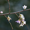 三渓園の冬櫻－小さな花を咲かせて－