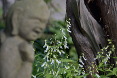 常泉寺の花－アキチョウジと地蔵様－