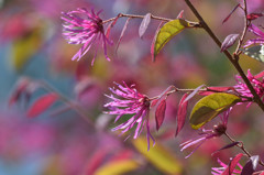 紅の花風に