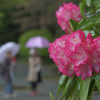山のホテルの庭園散歩