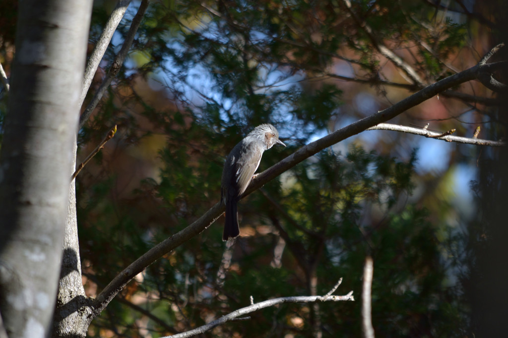輝く湿原の鳥－ヒヨドリ－