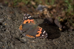 輝く湿原の虫－アカタテハ－