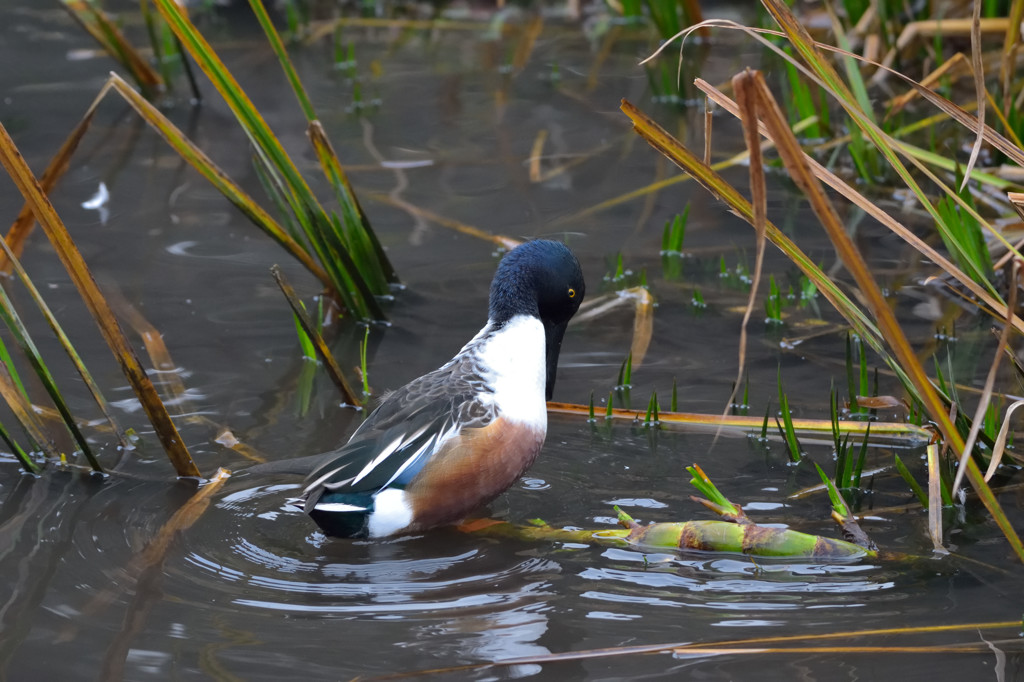 ハシビロガモ－芦の中で水の中を気にして－