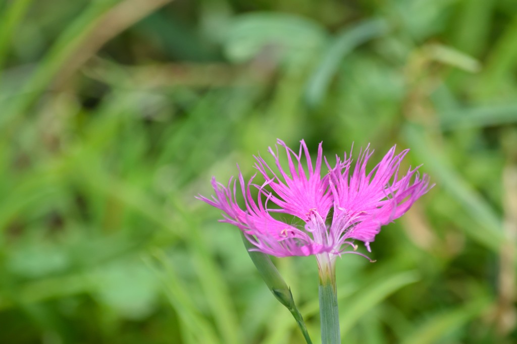 常泉寺の花－撫子－