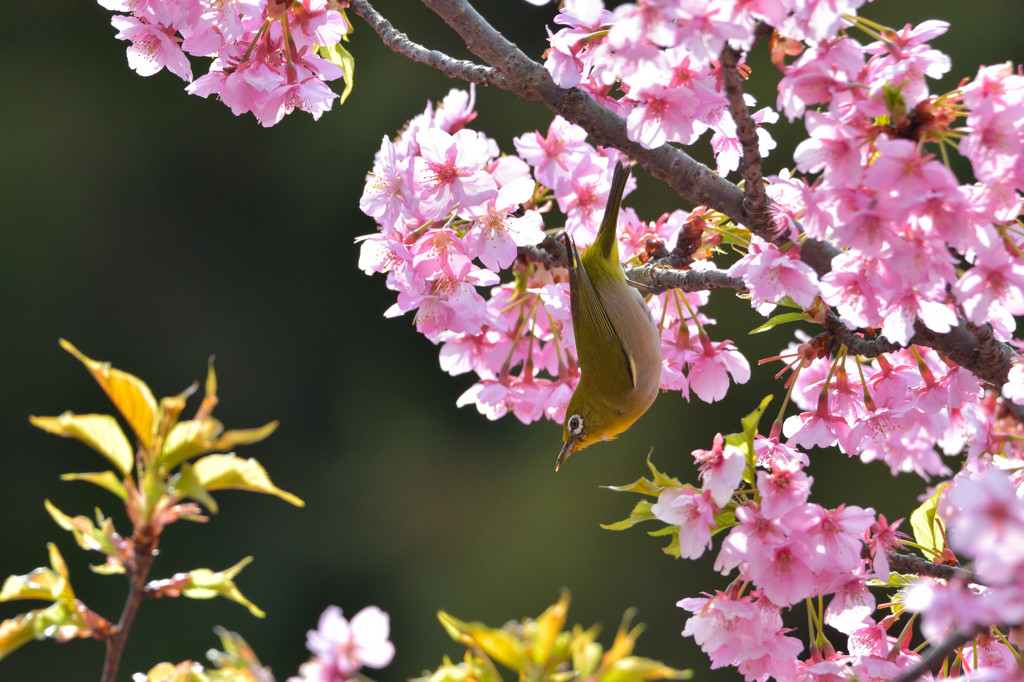 陽の当たる桜に