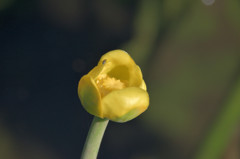 輝く湿原の花－コウホネ－