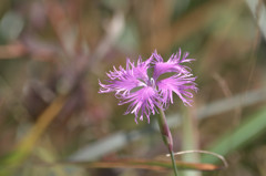 輝く湿原の花－ナデシコ－