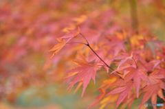 奥多摩の紅葉色