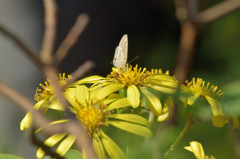 常泉寺の花－ツワブキと蝶－