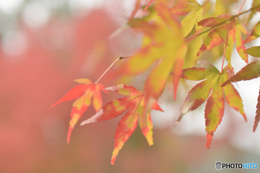 奥多摩のまだら紅葉