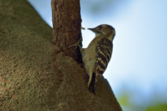 偶然の鳥たち－コゲラ－