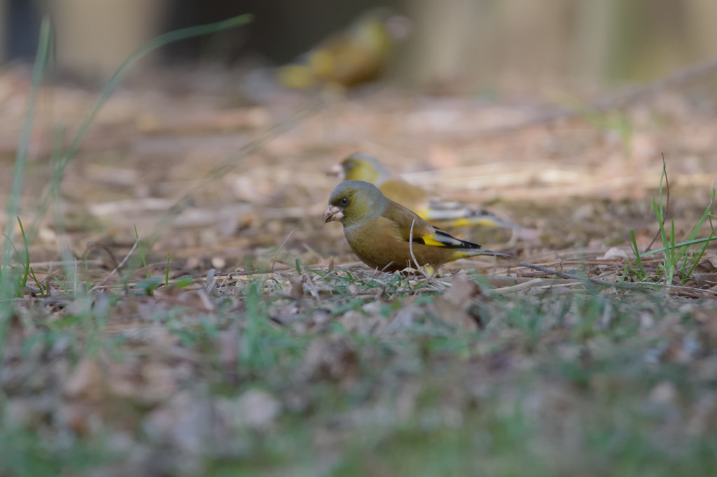 地面をお散歩、カワラヒワ
