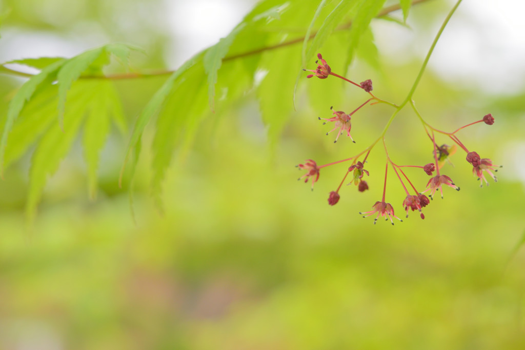 赤く小さな花ひらく