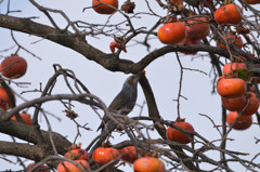 柿の木の上で－ヒヨドリ－