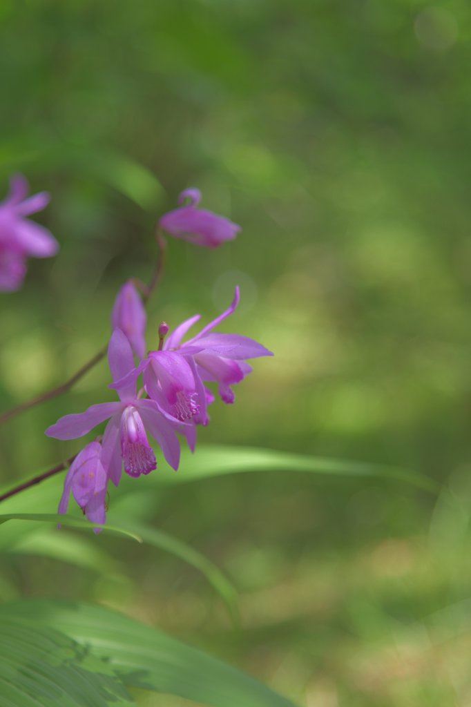 土肥に咲く花