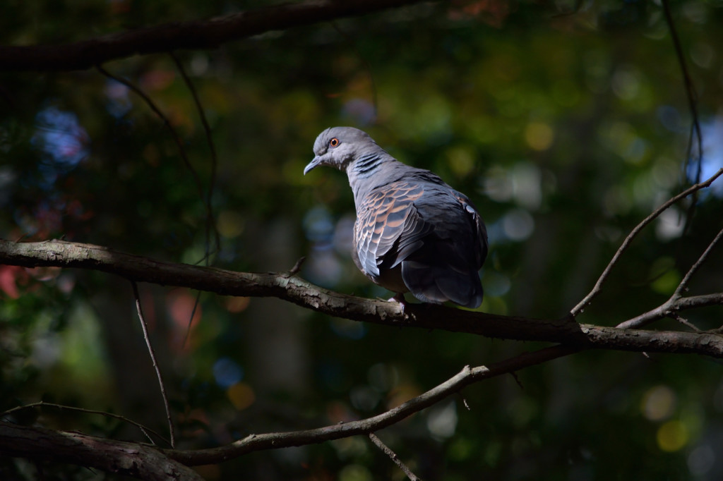 輝く湿原の鳥－キジバト－