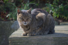 三渓園のねこ－日なたぼっこして－