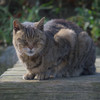 三渓園のねこ－日なたぼっこして－