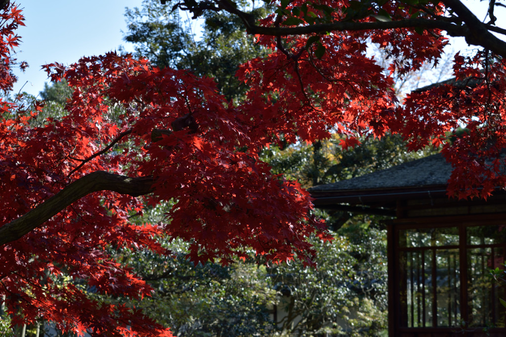 三渓園の紅葉－裏庭で－