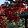 三渓園の紅葉－裏庭で－