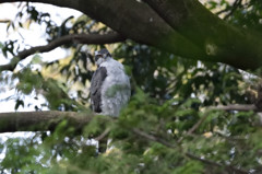 新たなる野鳥との出会い