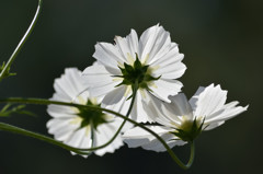 白い花－透－