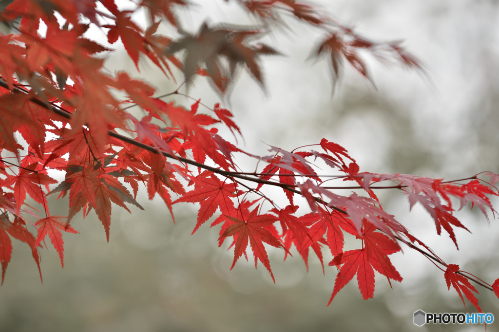 奥多摩の紅色