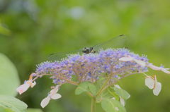 花の飛行場