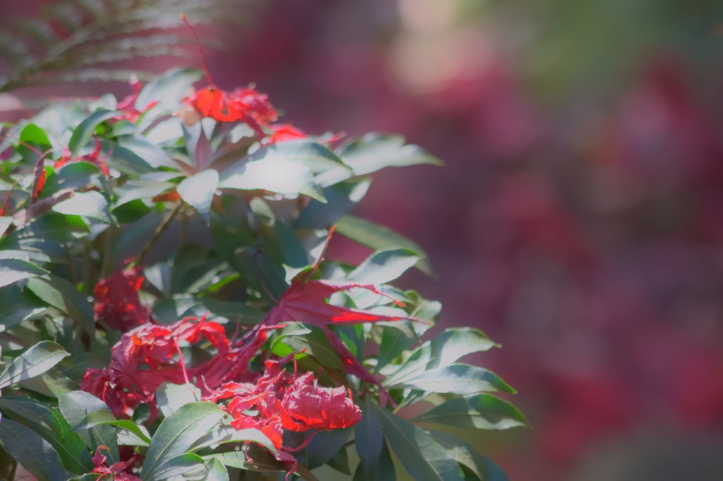 三渓園の紅葉－散り落ちて－