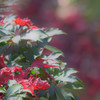 三渓園の紅葉－散り落ちて－