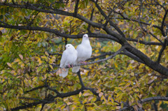 白鳩－木の上でよりそって－