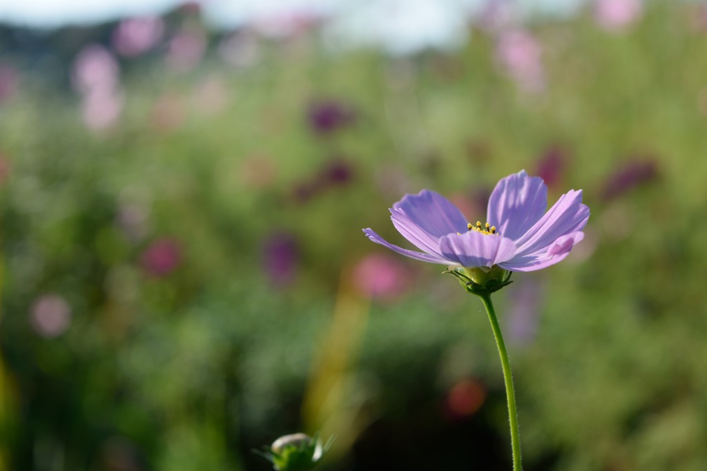 偶然に－秋桜－