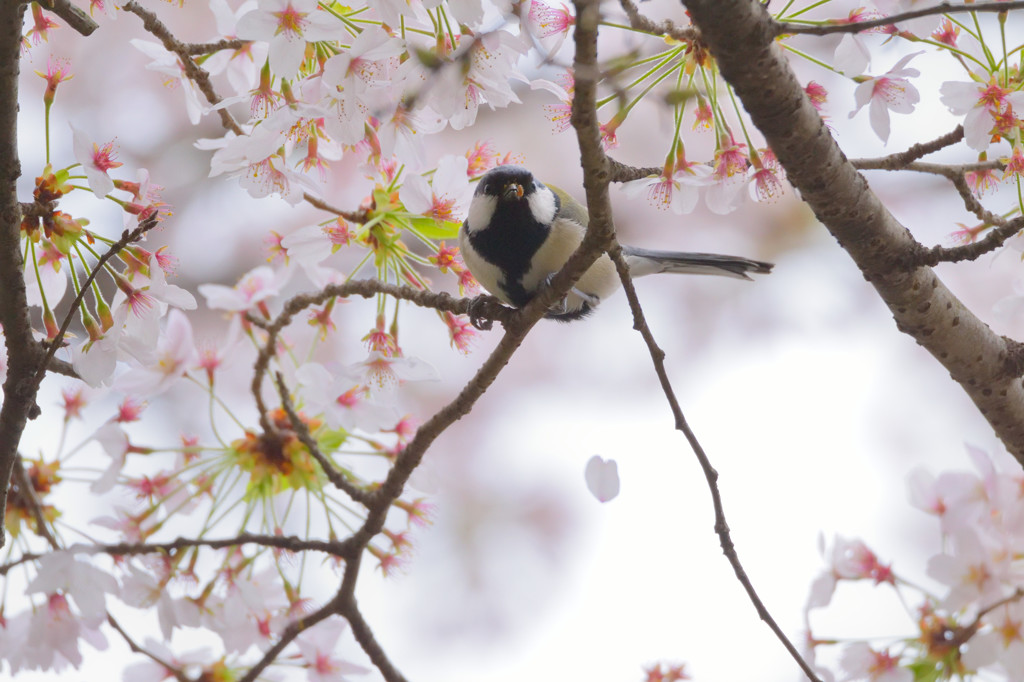 花が好き