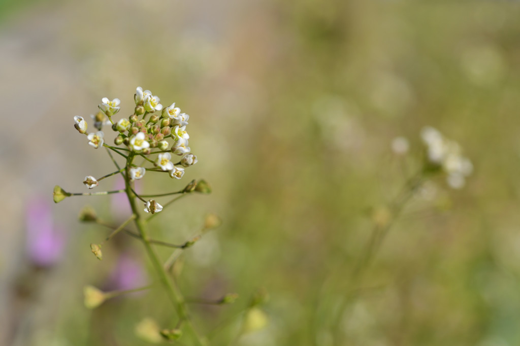 ナズナの花が揺れて