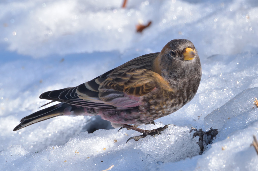 雪上のハギマシコ