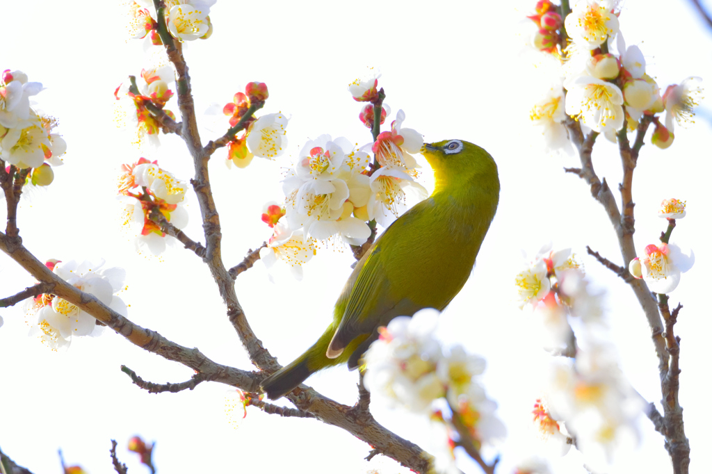 梅の香りに誘われて