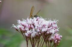 常泉寺の花－鵯花－