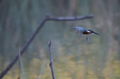 偶然の鳥たち－カワセミは－