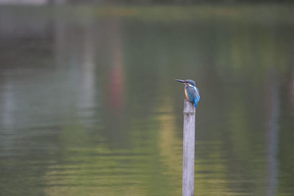 偶然の鳥たち－カワセミ－