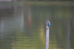 偶然の鳥たち－カワセミ－