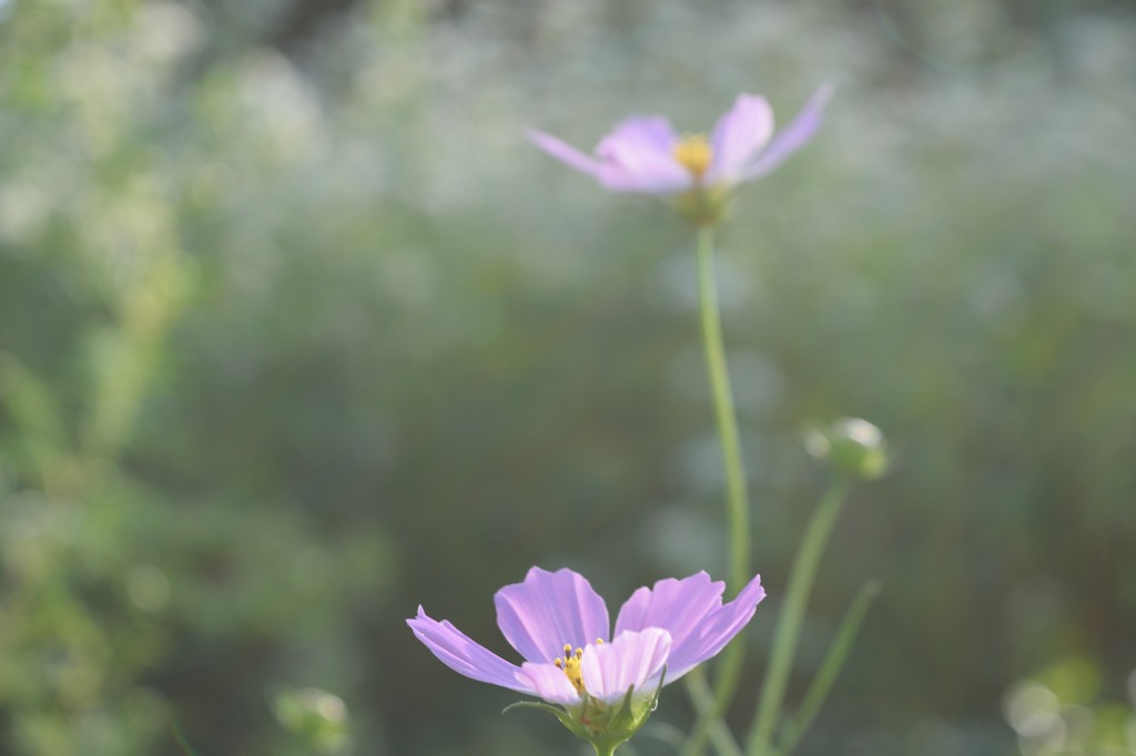 偶然に－秋桜－