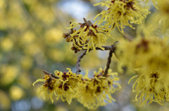 マンサクの花色が広がって