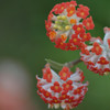 紅花