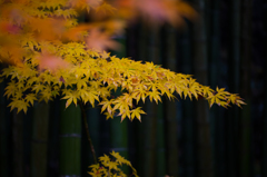 京都　黄葉