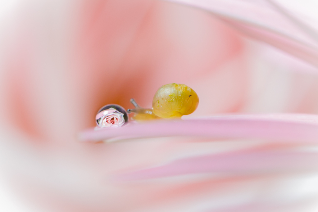 snail and drop　Ⅲ
