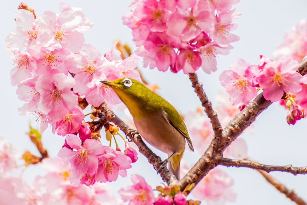 春よ