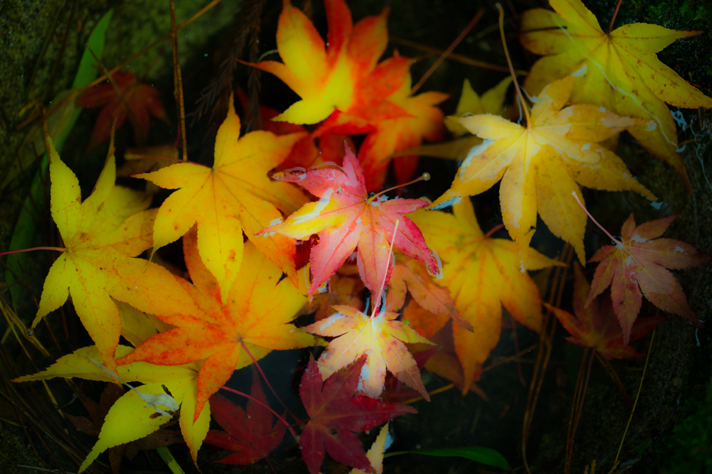 fallen leaves