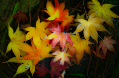 fallen leaves